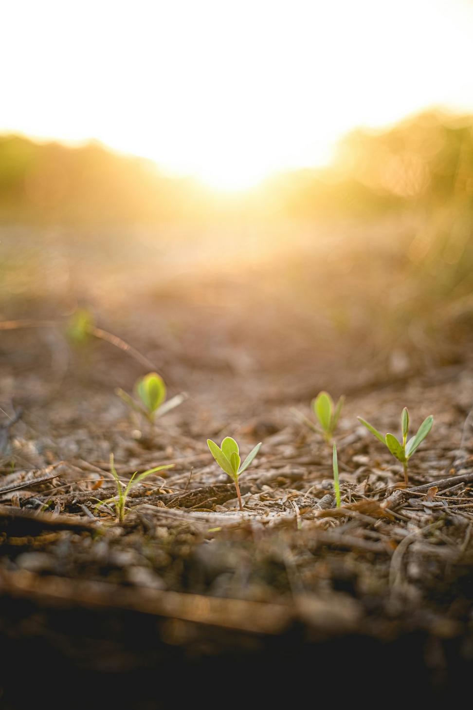 Sustainability